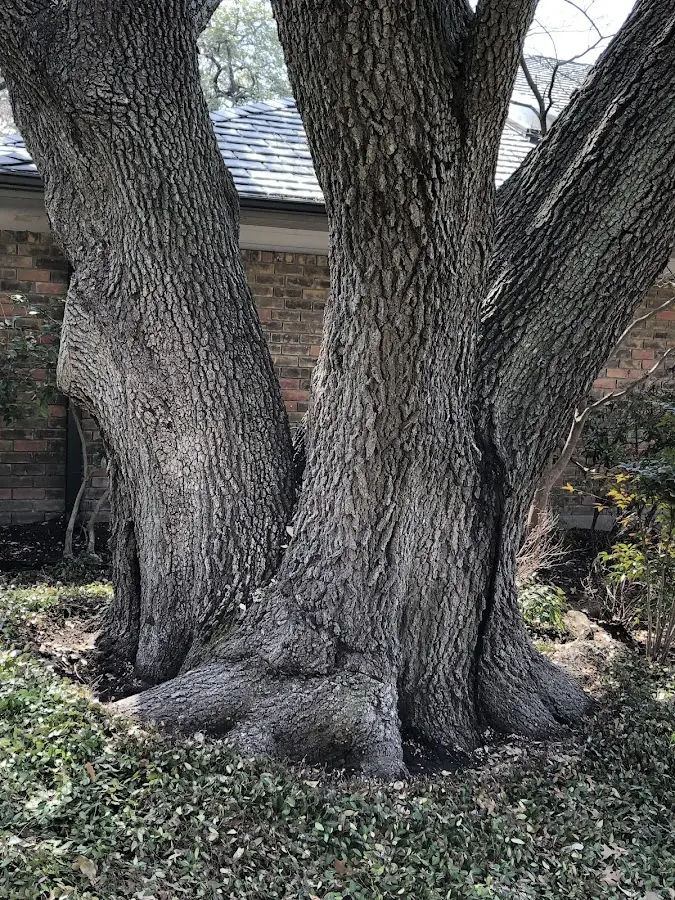 Mature heritage tree close to a Canyonville property cared for by certified arborists